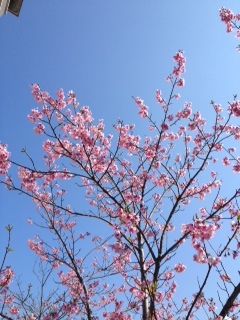 2014桜.JPG